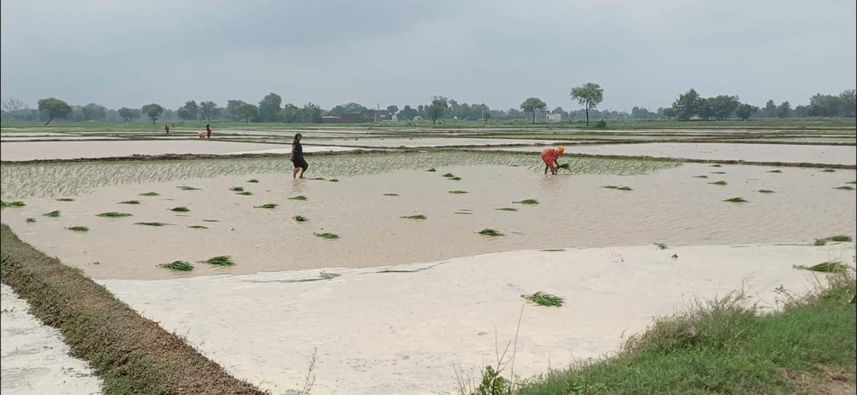 Farmers' faces light up due to heavy rain; transplanting gains momentum.