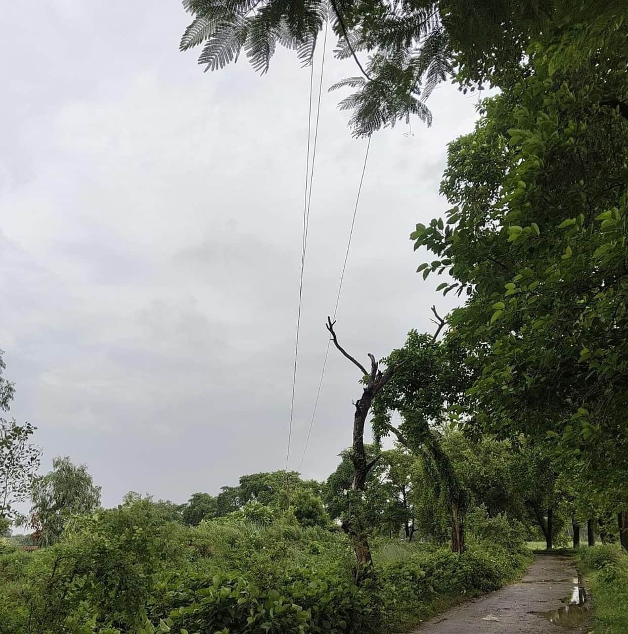 Fault in HT line leaves 50 households in distress for eight hours