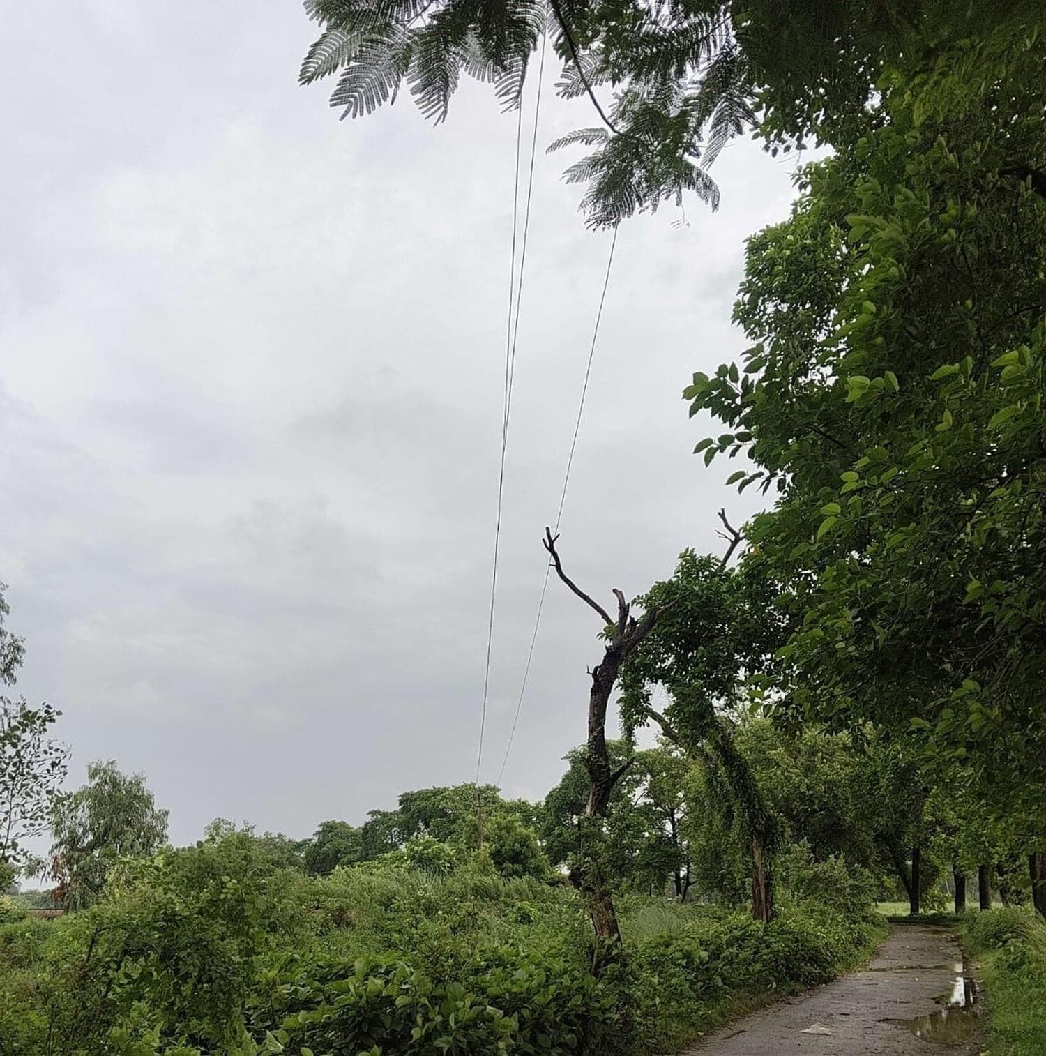 धम्मौर में लिपटा एलटी लाइन का तार। स्रोत- विभाग