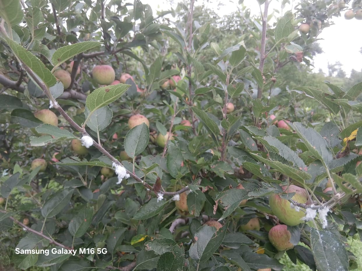 Woolly aphid infestation in the Nog Valley of Rampur