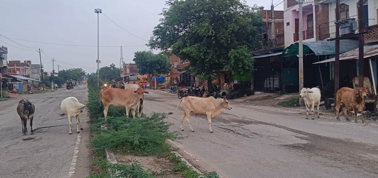 Risk of accidents due to cattle roaming on the roads.