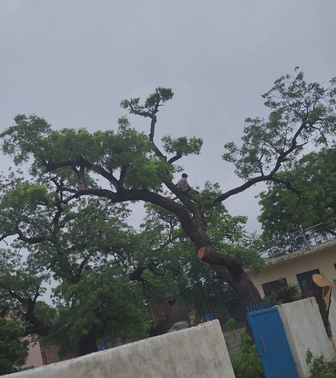 Stopped cutting neem tree