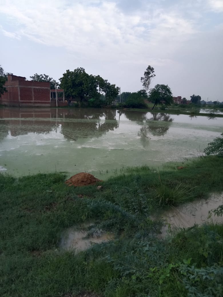Waterlogging in Dhurva village due to drain blockage; crops submerged