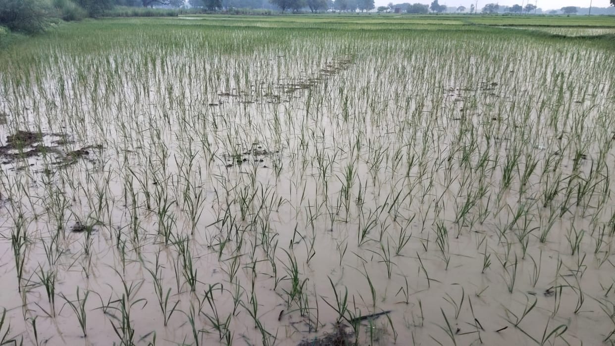 Fields filled up due to heavy rainfall paddy transplantation gained momentum