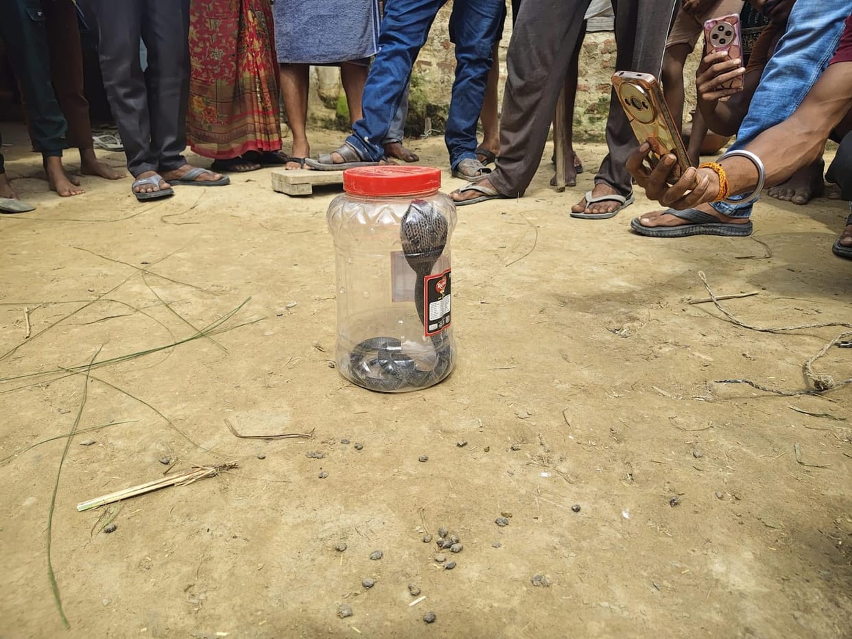 Cobra that killed pregnant woman caught.