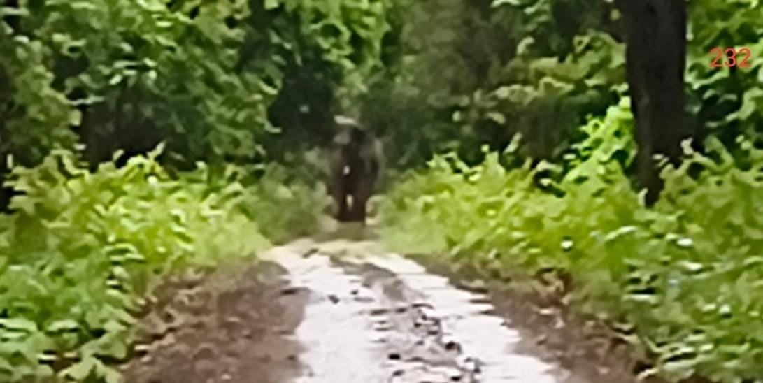 Tusker reaches Madha forest from Kishanpur Sanctuary; panic among farmers.