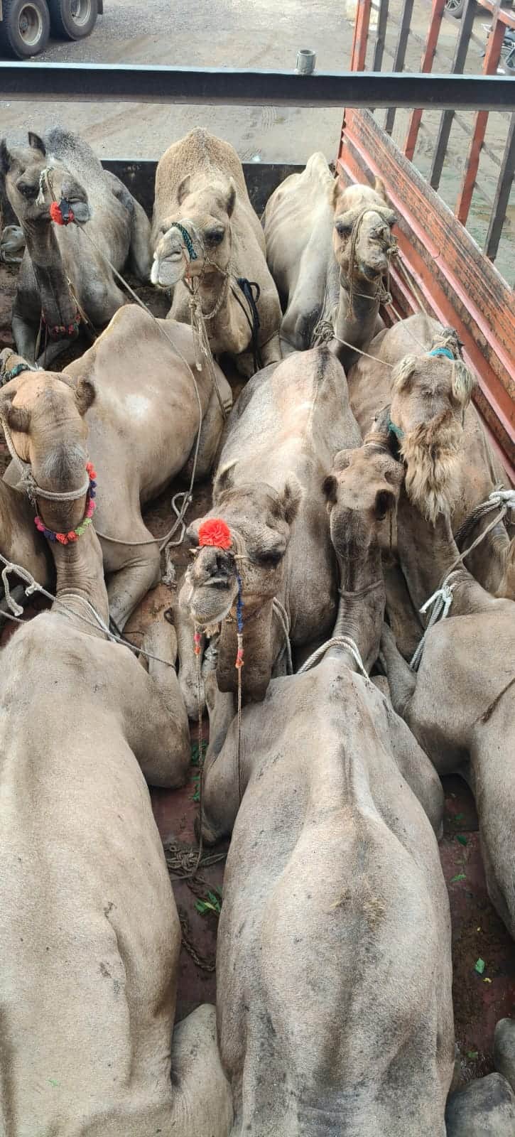 9 camels and 13 cattle rescued from smugglers in two separate incidents.