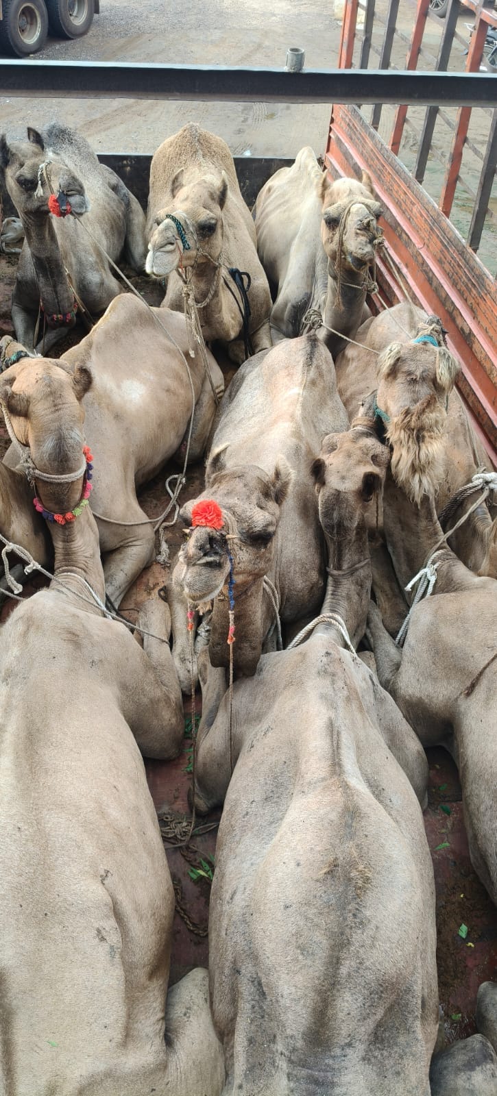 9 camels and 13 cattle rescued from smugglers in two separate incidents.
