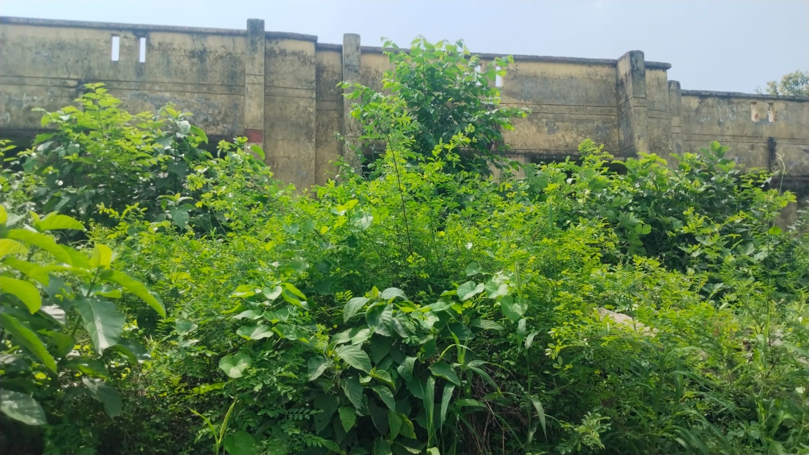 राजकीय बालिका इंटर कॉलेज इनामीपुर टांडा के खेल मैदान पर झाड़ियों का कब्जा। संवाद