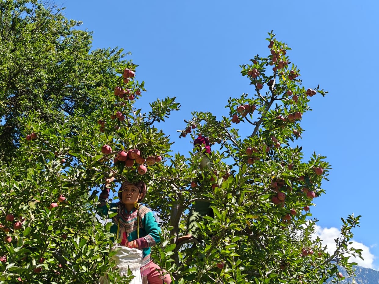 The district administration has fixed the transportation rates for transporting apples from Rampur subdivision