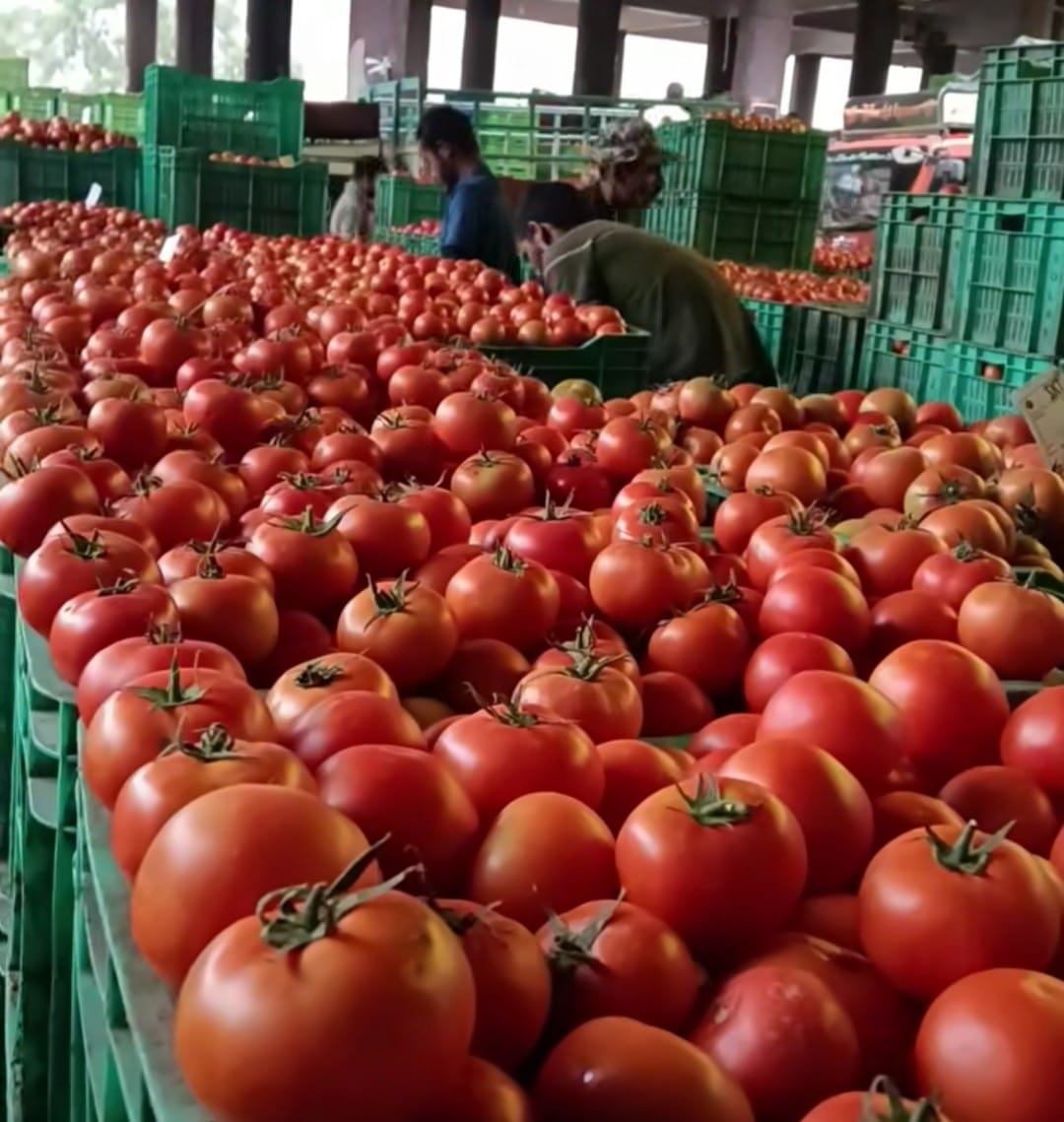 Sharp drop in tomato prices; recovering costs has become difficult.