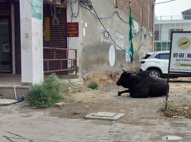 The Municipal Council will again take over the responsibility of the destitute cattle, tender in August