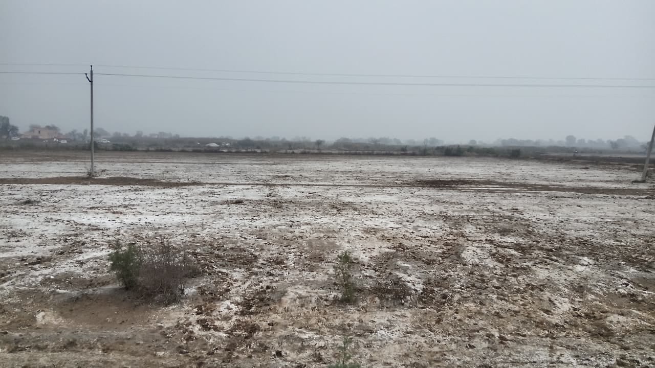गांव चिंदड़ की सेमग्रस्त भूमि। फाइल फोटो