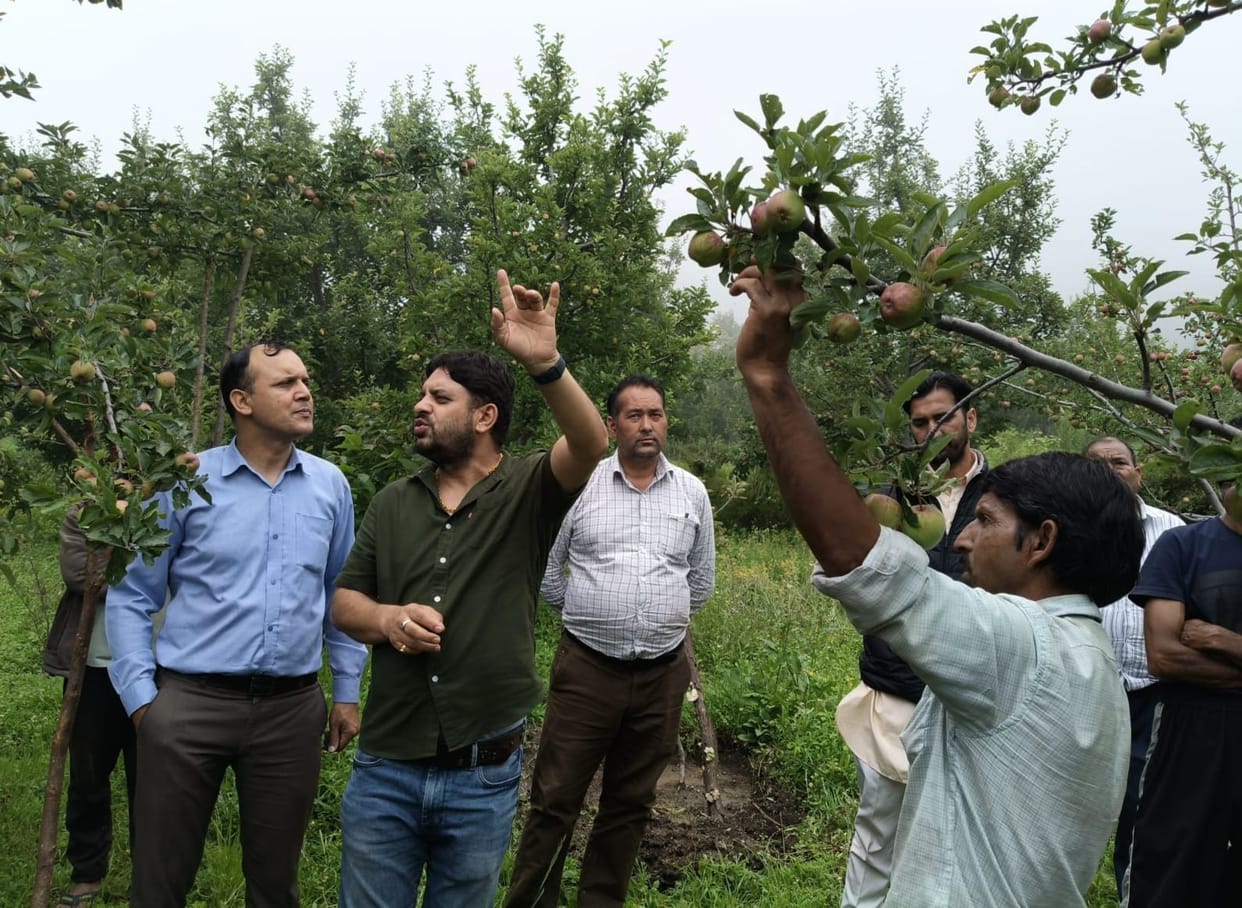 Experts advised gardeners on methods to protect against Alternaria and mite infestations