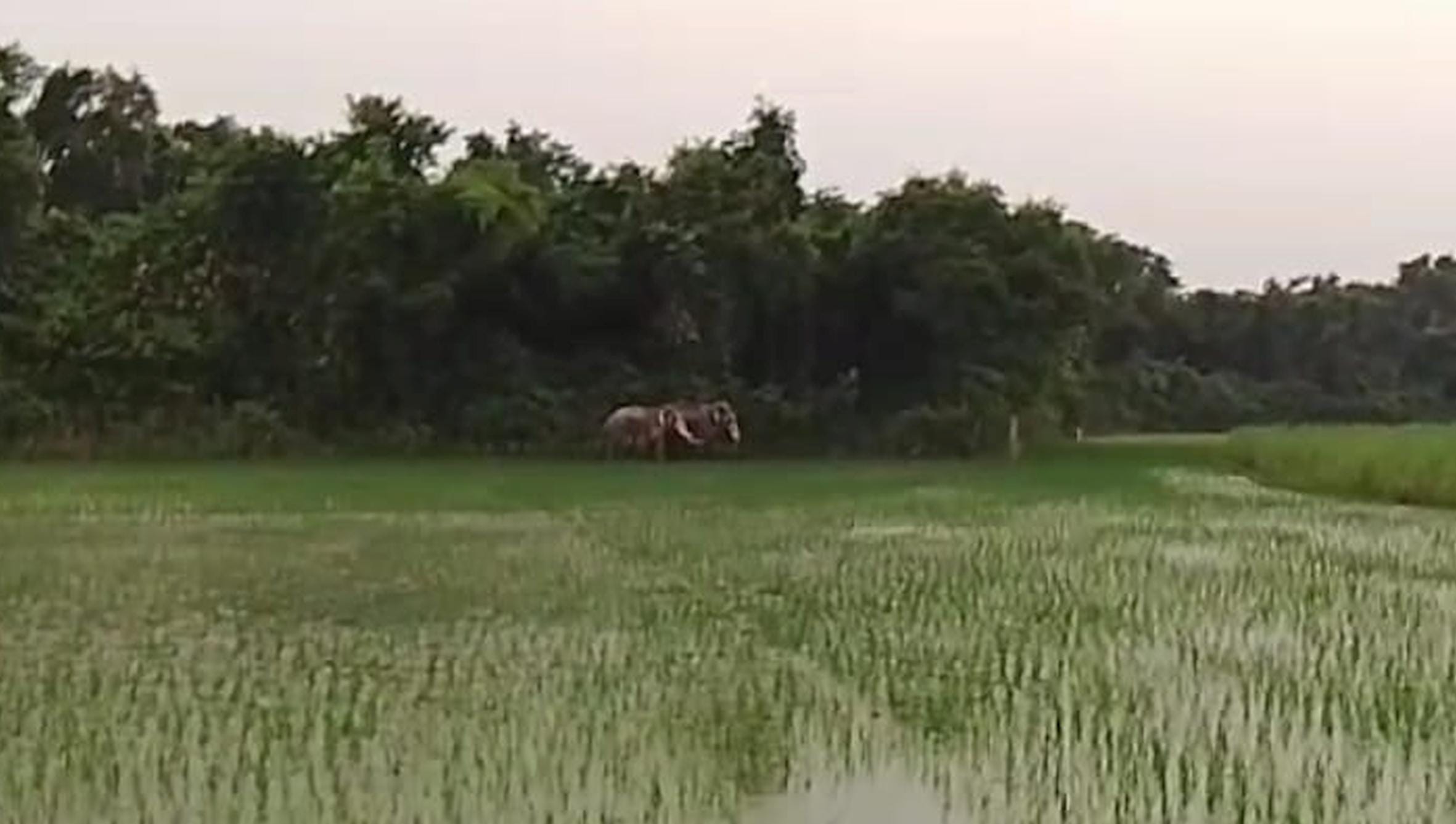 निशानगाड़ा रेंज में शेट्ठी फाॅर्म के निकट विचरण करते हाथी।