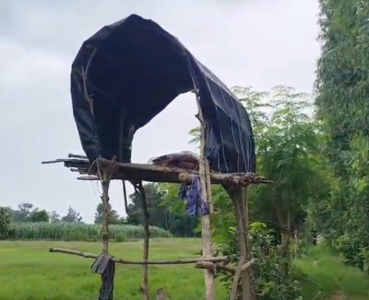 संदना क्षेत्र में कॉम्बिंग करती वन विभाग की टीम। खेत में मिले बाघिन के पगचिह्न व बनाया गया मच