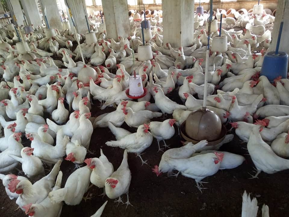 Chicken prices reach