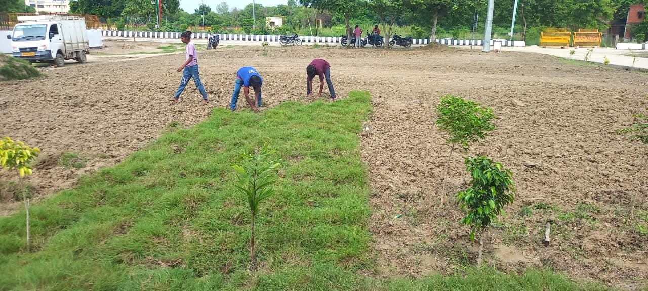 30वें दीक्षांत समारोह से पहले मेजर ध्यानचंद क्रीड़ा संकुल के सामने बिछाई जा रही मैक्सिकन घासस