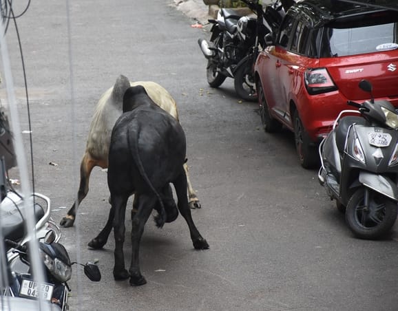 Menace of stray animals on the roads