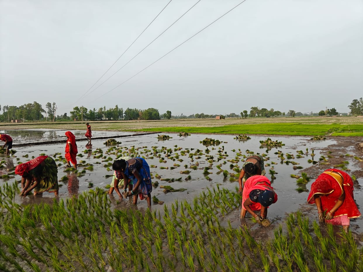 Paddy transplantation hit by DAP crisis; farmers scrambling for fertilizer.