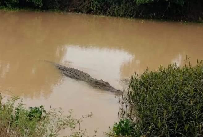 Villagers panic after crocodile spotted in Karmanasha.