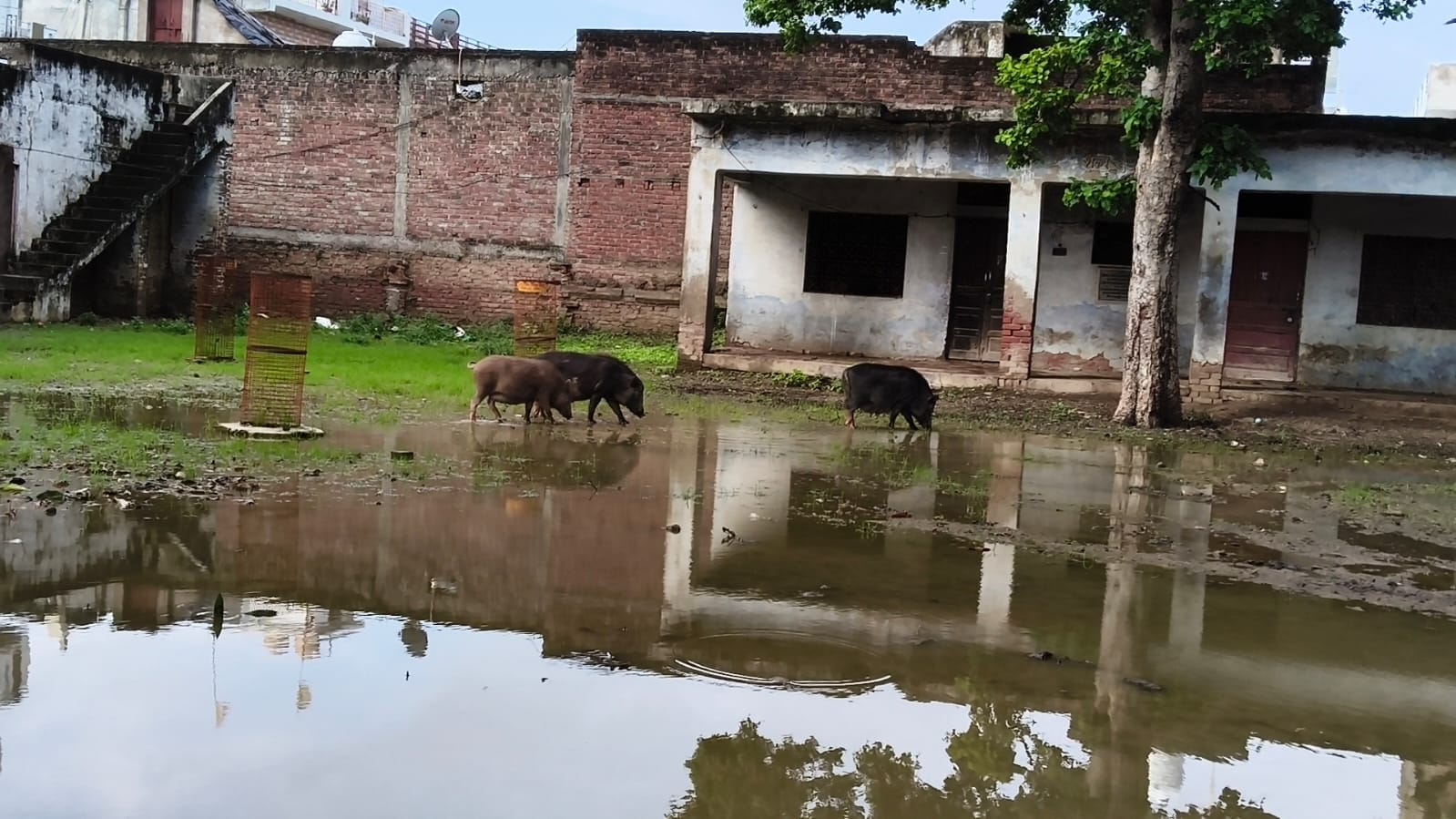 फोटो -5- मंदिर परिसर में भरा पानी व विचरण करते जानवर। संवाद
