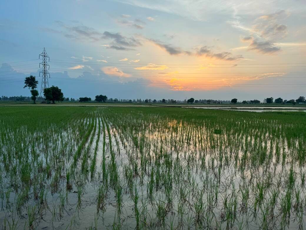 Scanty rainfall puts Kharif crops at risk.