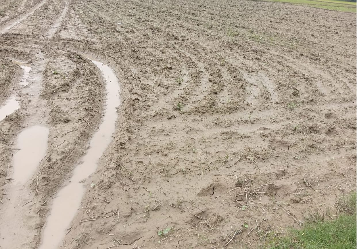 Farmers are sweating in anticipation of rain