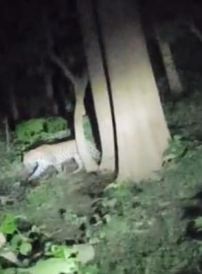 A tiger suddenly appeared in front of bike riders near Vantangiya village