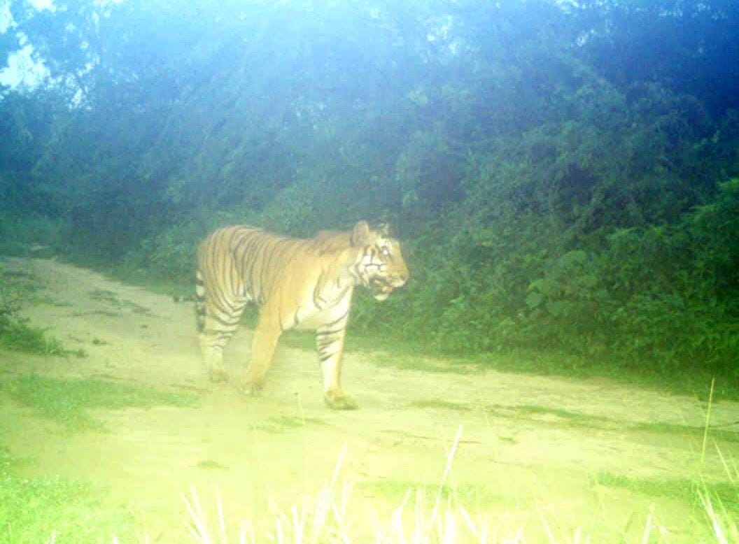 Tigress caught on camera and pugmarks found, yet the Forest Department comes up empty-handed