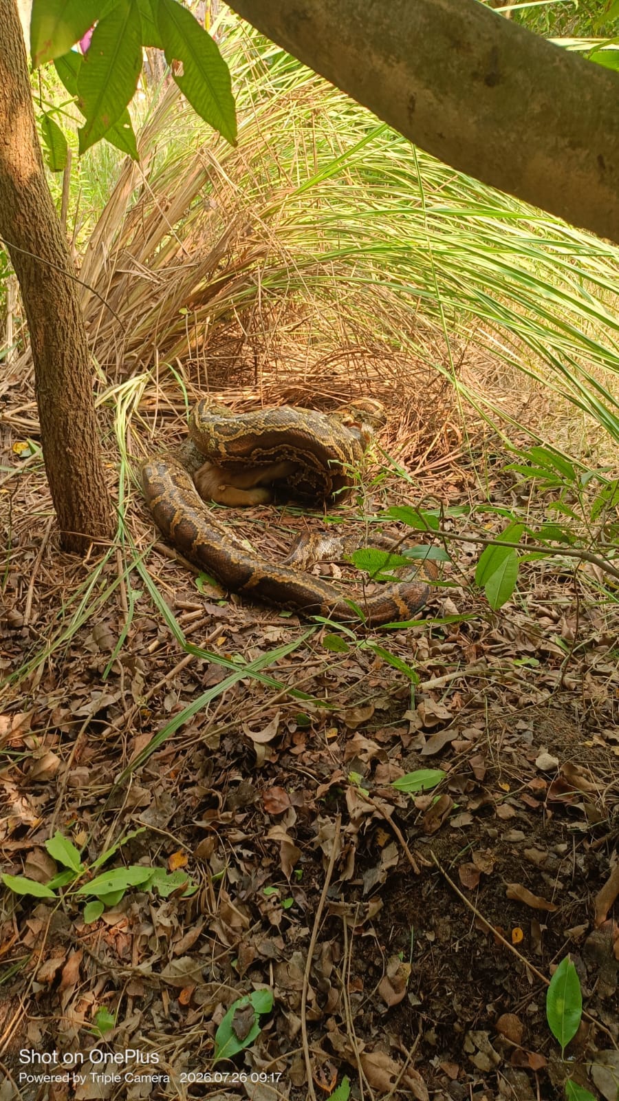 A python swallowed a monkey.