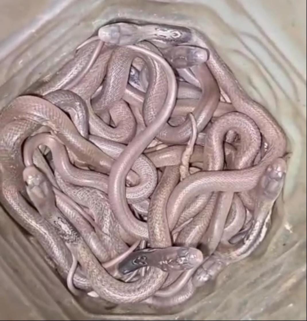 18 cobras found in the house