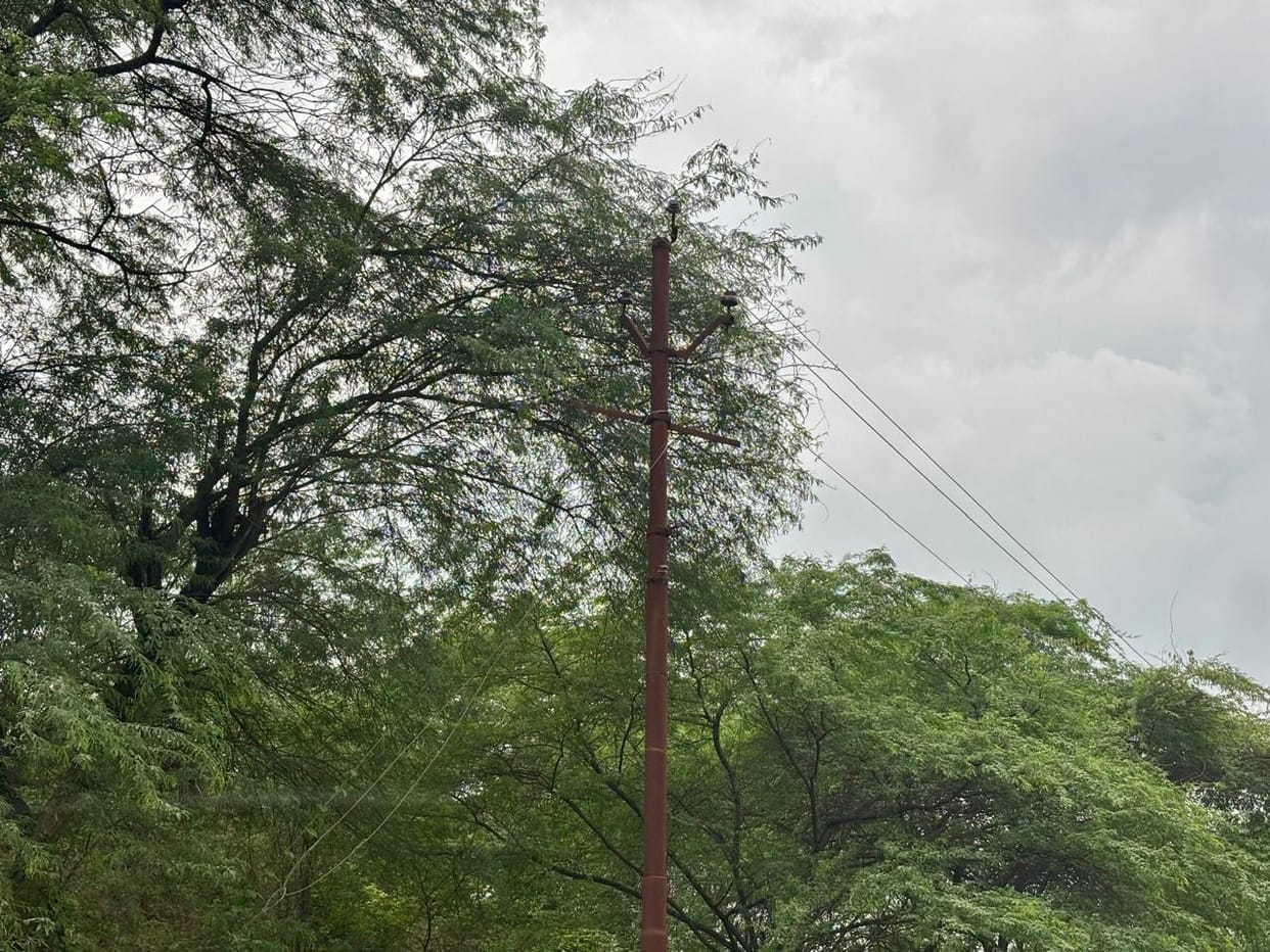 11,000-volt wires collide with trees, fear of accidents during rain