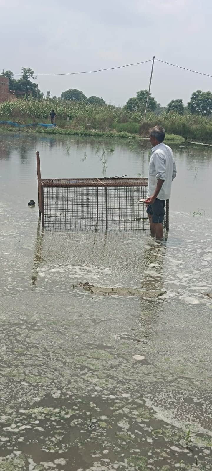 Trap set to catch it failed to close; crocodile ate the rooster and escaped.