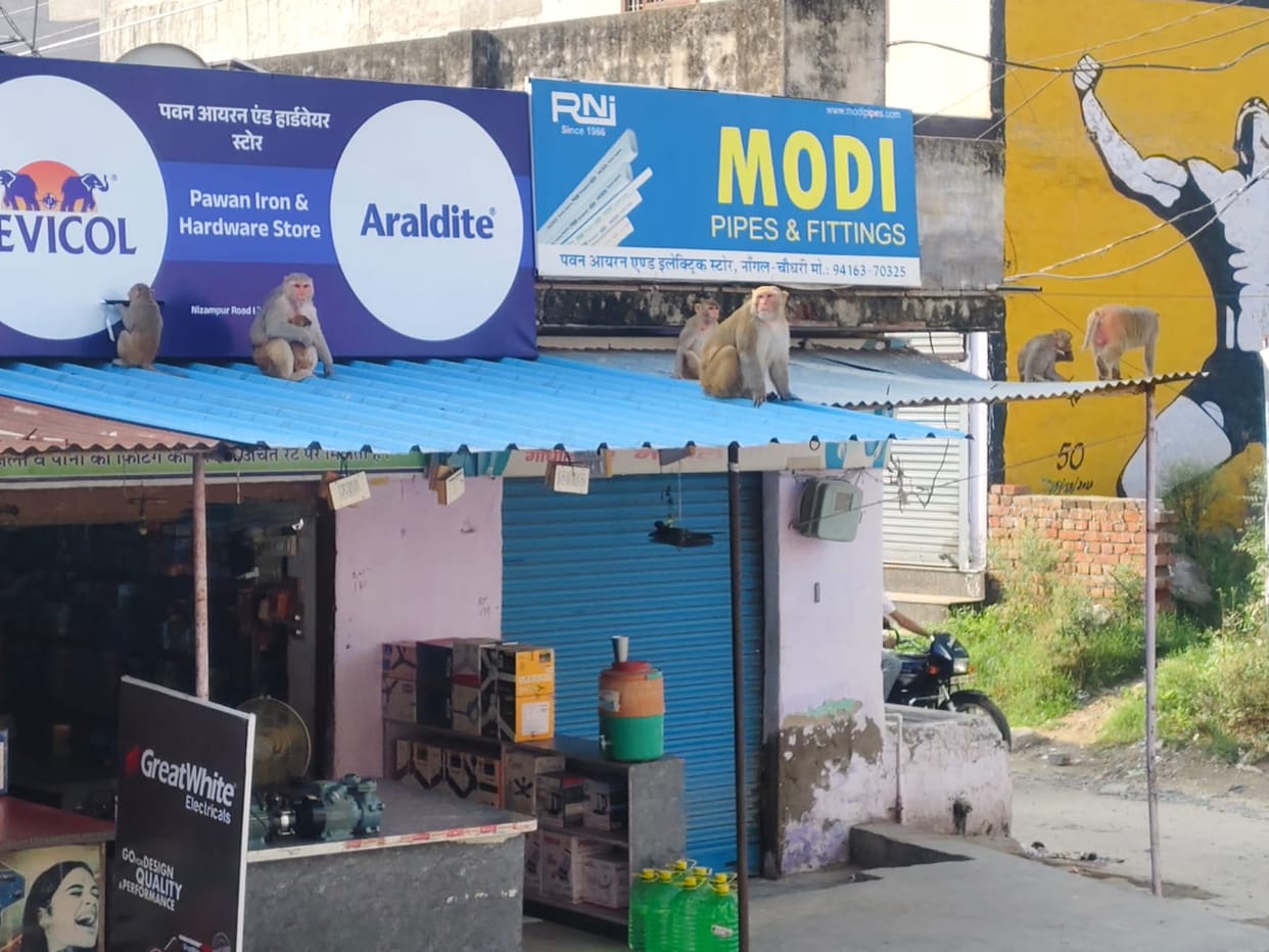 Troops of more than 20 monkeys roaming on rooftops and in the streets.