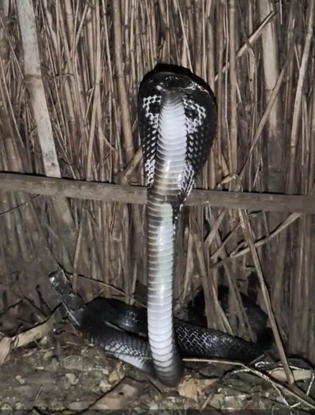 bundi-woman-dies-after-black-cobra-bite-karwar-sahan-village