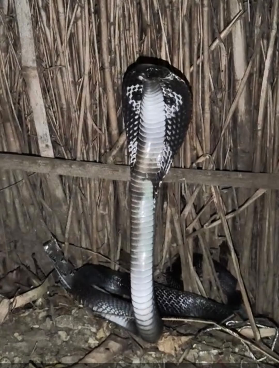 With the arrival of monsoon, the danger of death is looming in the Terai region