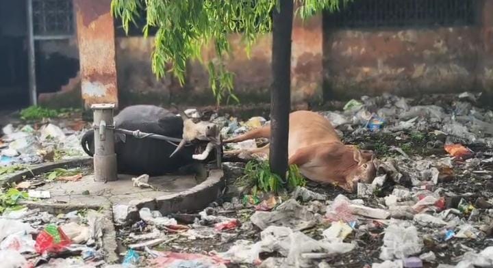 कोरबा में गंदगी बनी दो बेजुबान बैलों की मौत की वजह