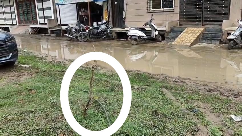 लापरवाही के कारण गई गाय की जान हो सकता था बड़ा हादसा