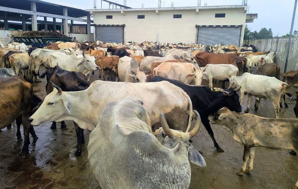 Cowshed houses 239 animals beyond capacity... chaos prevails.