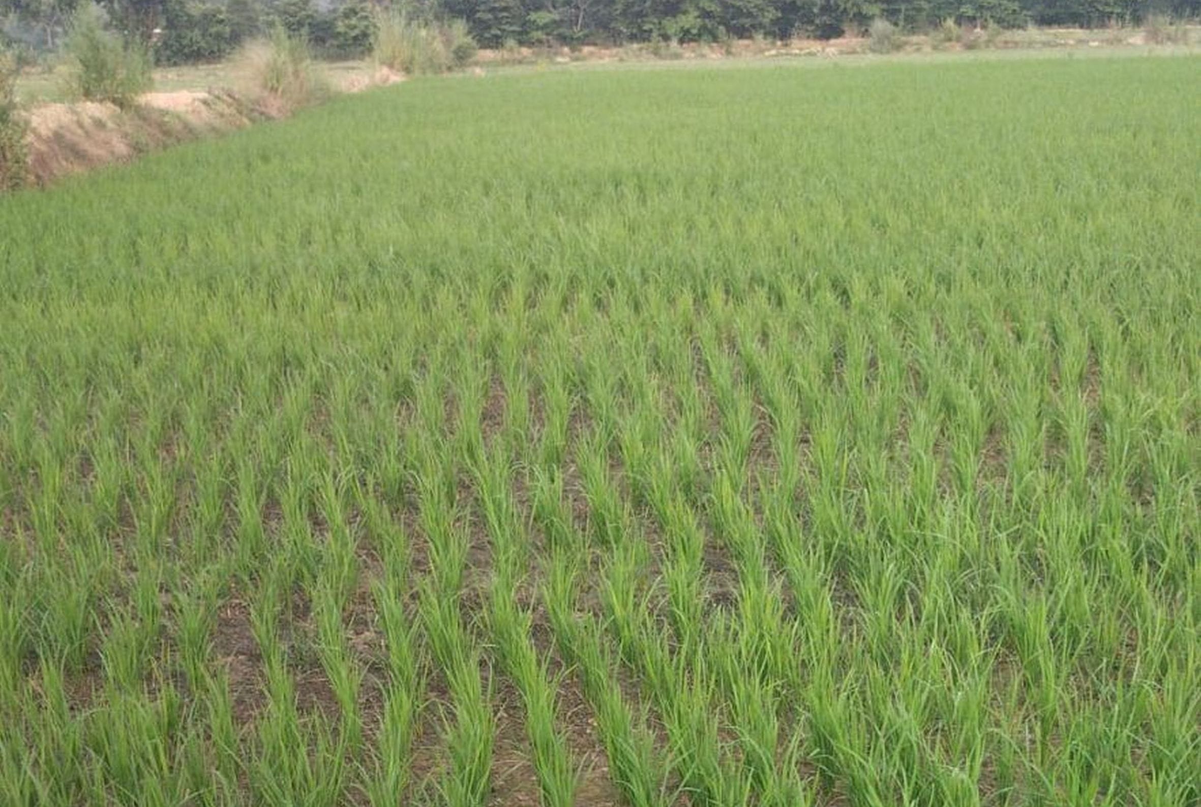 सतांव क्षेत्र में बारिश न होने से पीले पड़ते धान के पौधे।