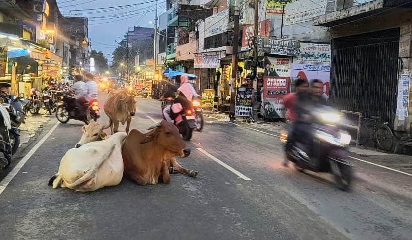 Bulls running on the roads; stray animals have also set up camp.