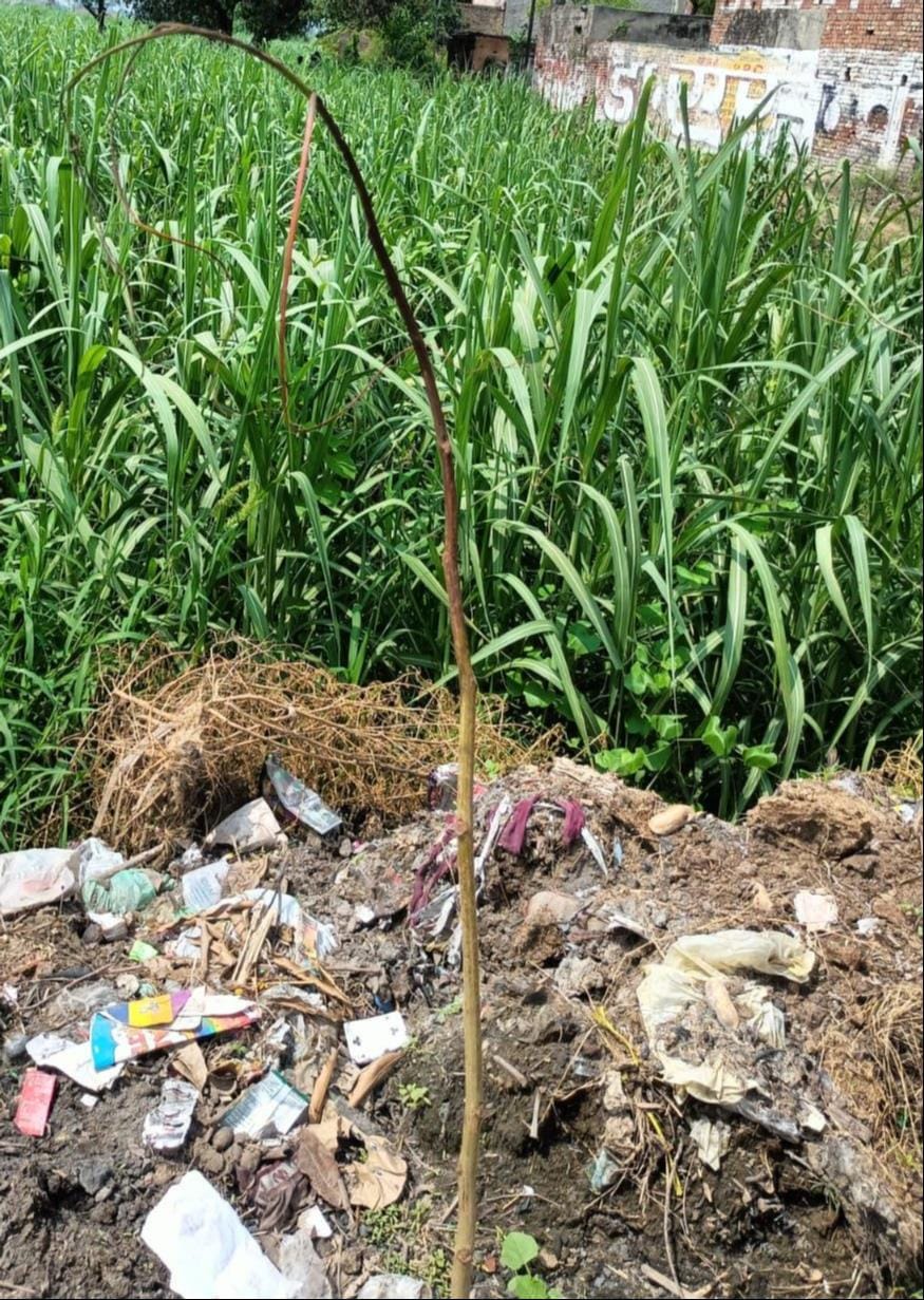 शामली कुड़ाना मार्ग पर गांव सेहंटा के पास सड़क किनारे रोपित सूखा पड़ा पौधा। संवाद