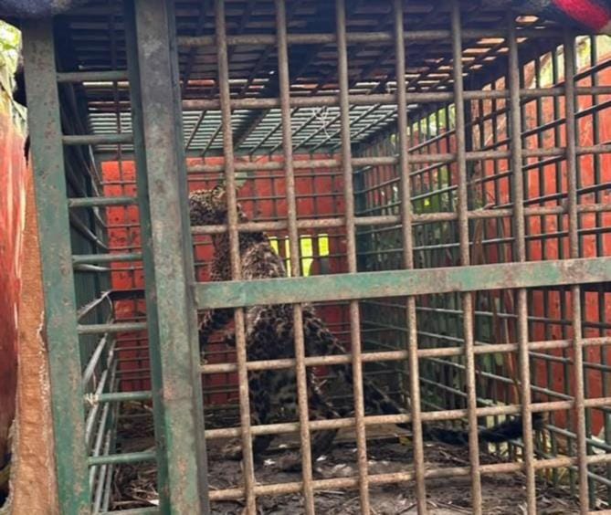 A female leopard found sitting in a hut was rescued and released into the forest.