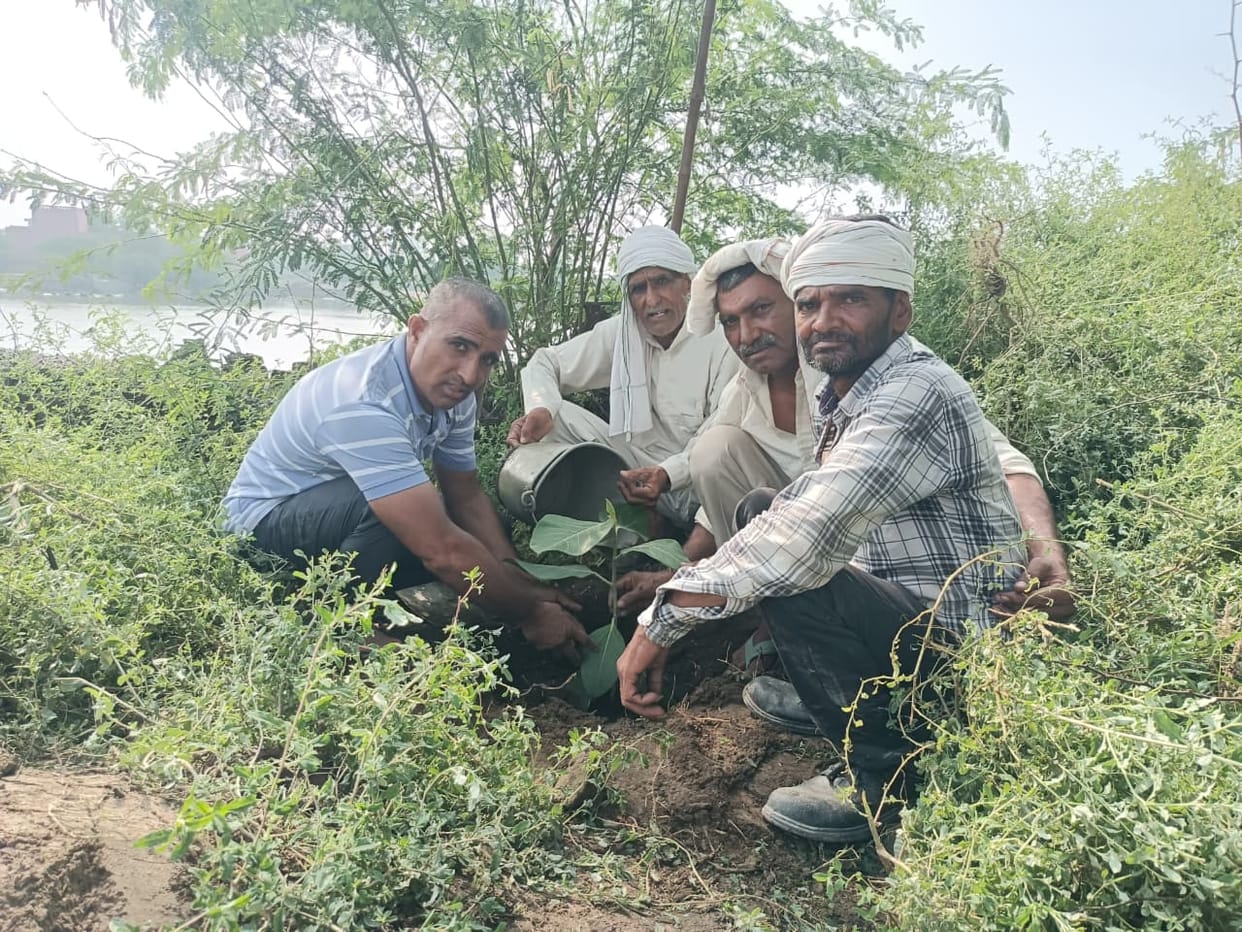 Banyan sapling planted in memory of Kargil martyrs.