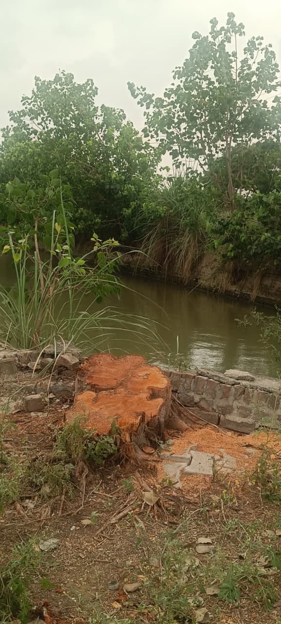 Illegal felling of 8-10 Peepal trees in Nandal village; probe demanded.