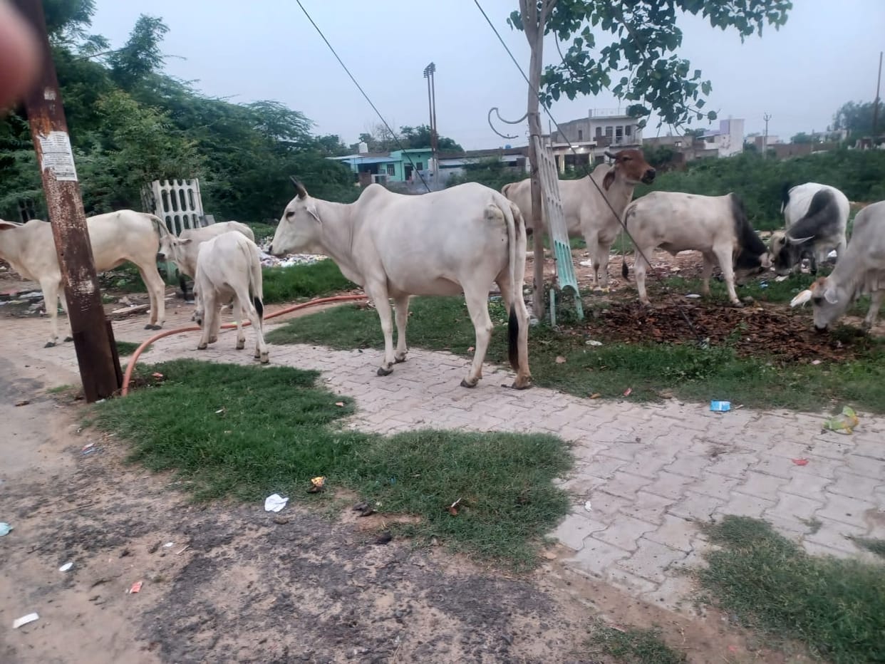 Stray cattle roam the streets of Achhnera, increasing the risk of accidents.