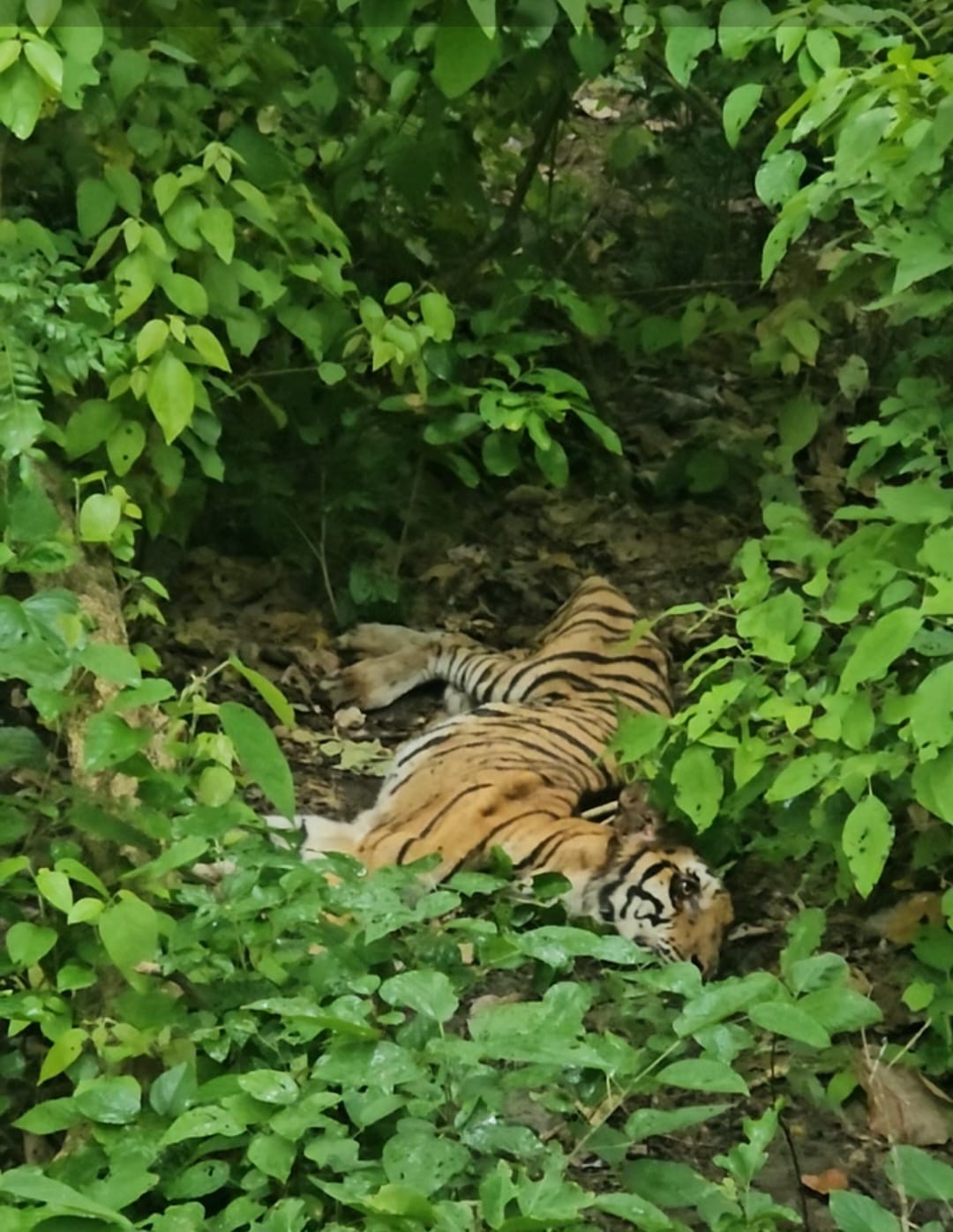 Injured tigress dies during treatment; post-mortem confirms inter-animal conflict and intestinal infection.