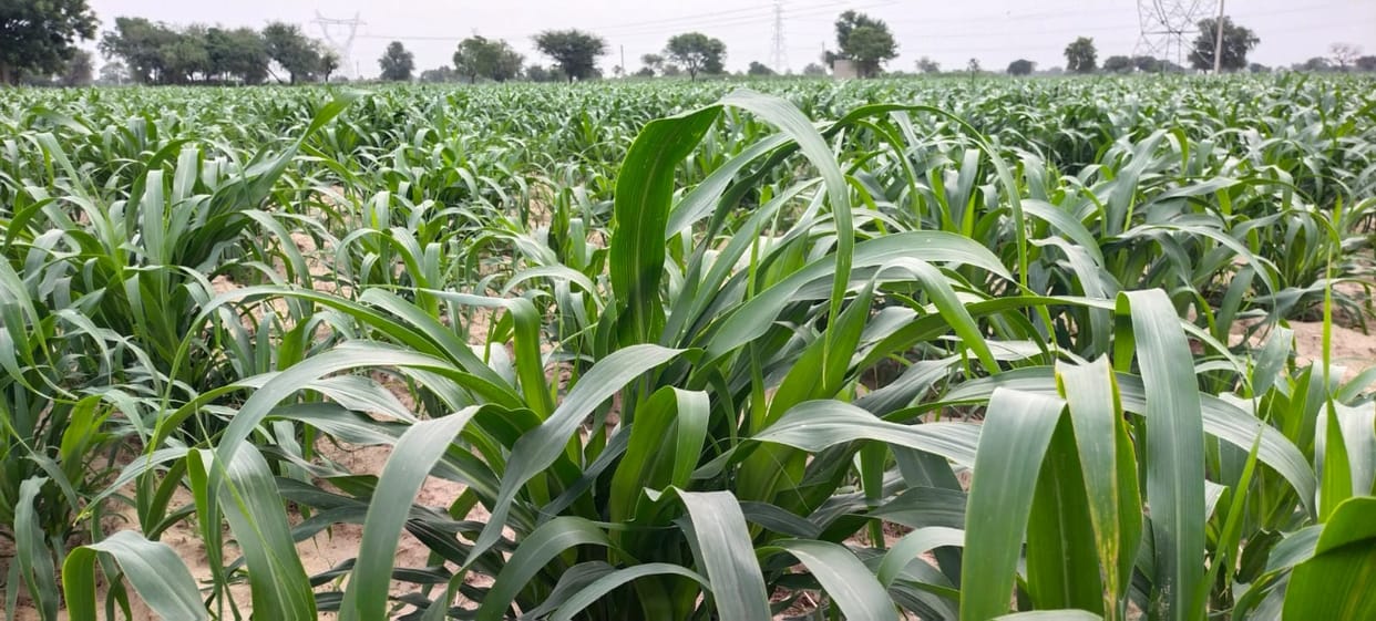 Monsoon rhythm disrupted; crop growth being affected.