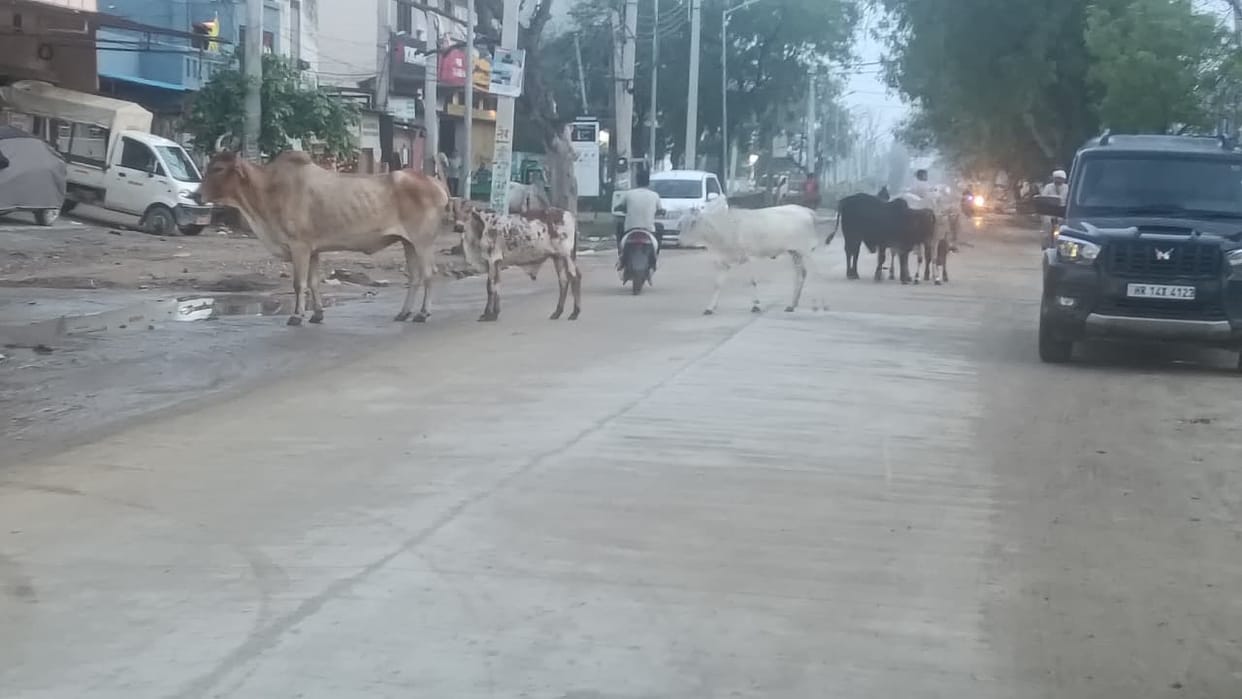 Menace of stray animals; moving through markets and on roads has become difficult.